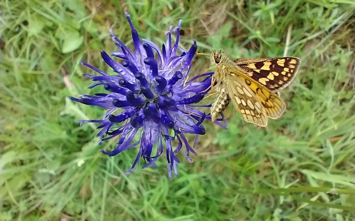 Schmetterling auf Flockenblume auf Kalkmagerrasen