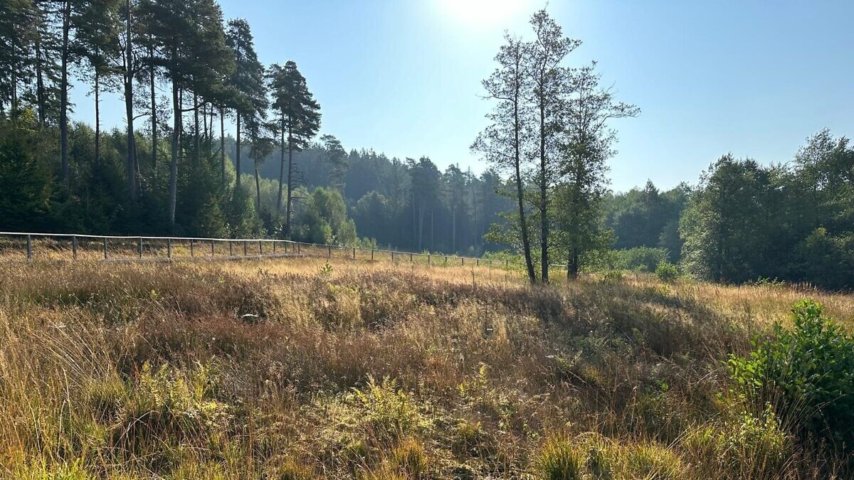 Moorpfad Dahlem