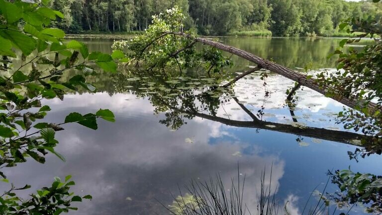 Baum im See