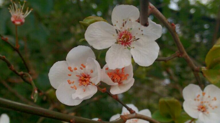 Apfelblüte