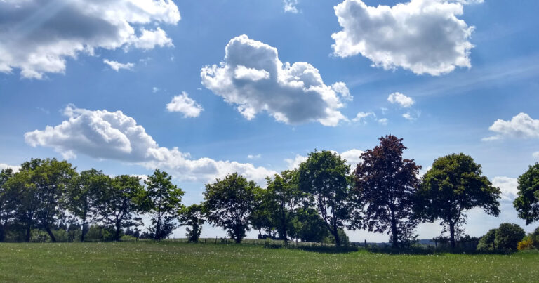 Baumreihe am Horizont