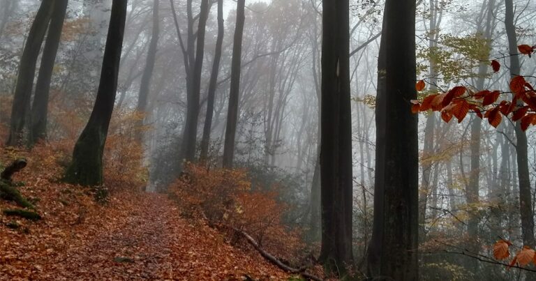 Buchenwald im Nebel