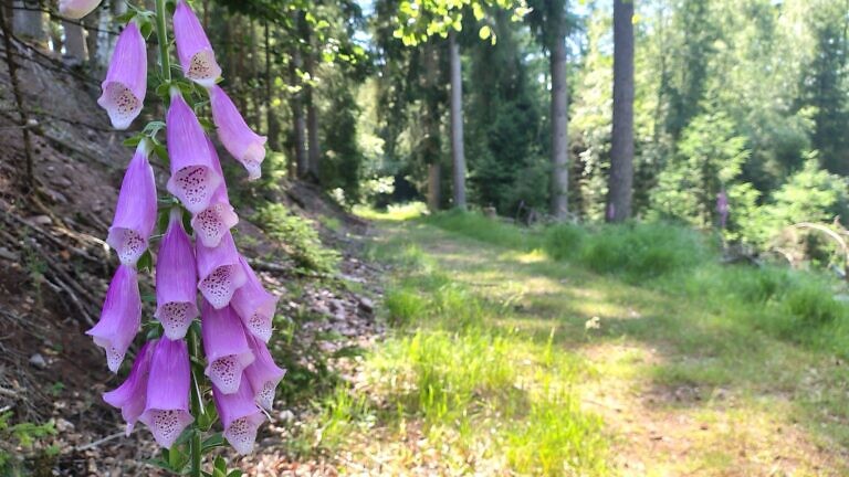 Fingerhut auf schattigem Waldweg