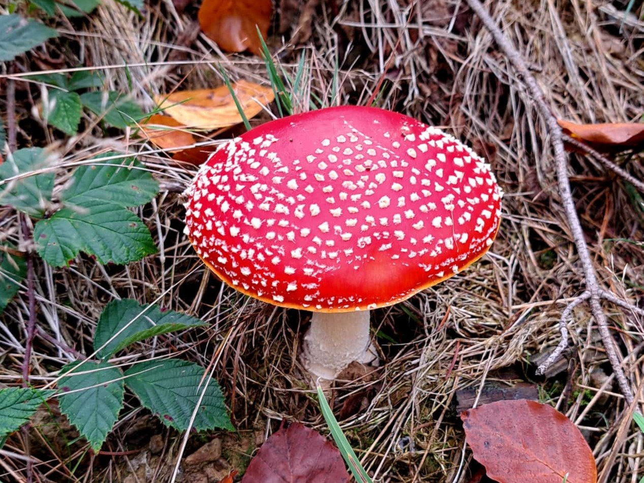 Fliegenpilz mit Herbstlaub