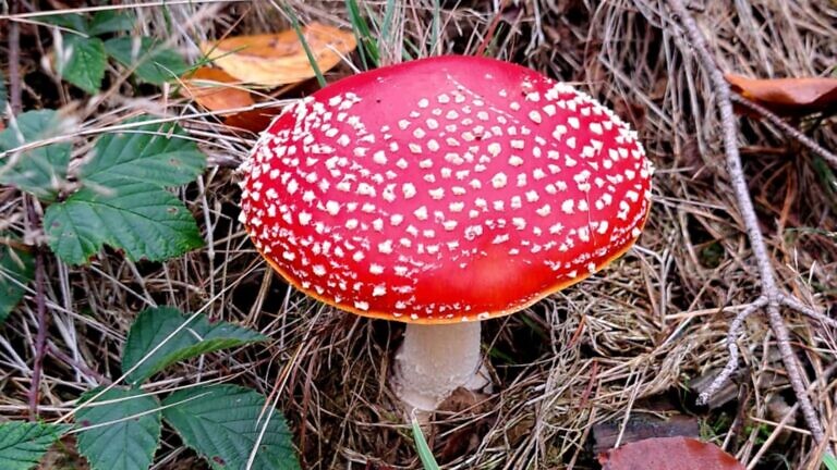 Fliegenpilz