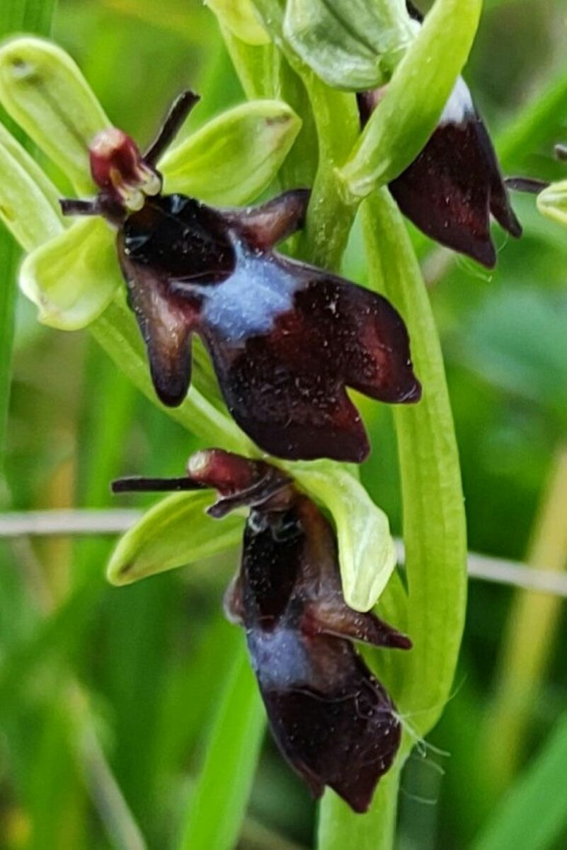 Seltene Orchideen