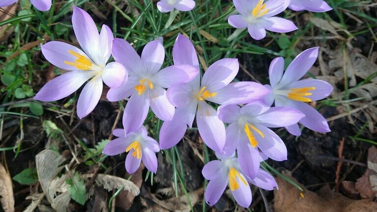 Krokusse