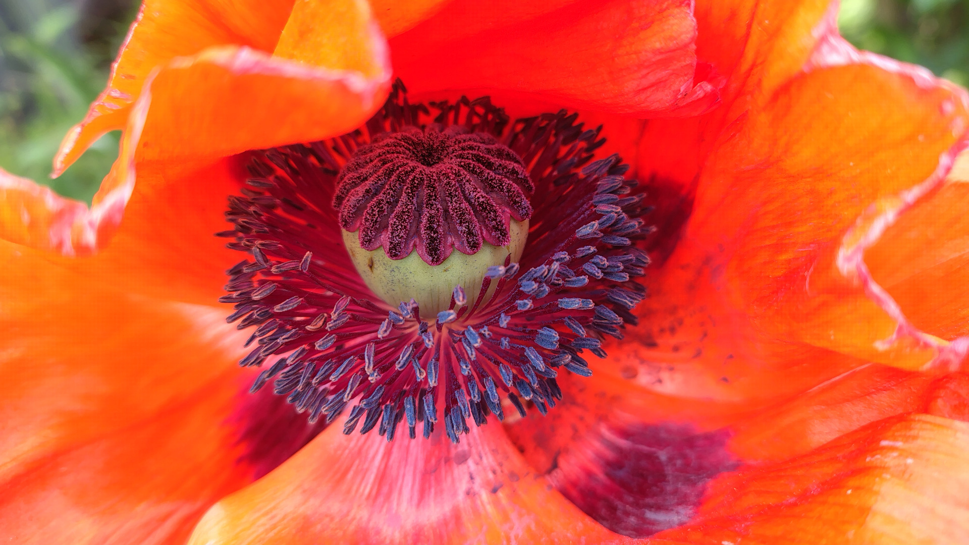 Mohnblüte ganz nah