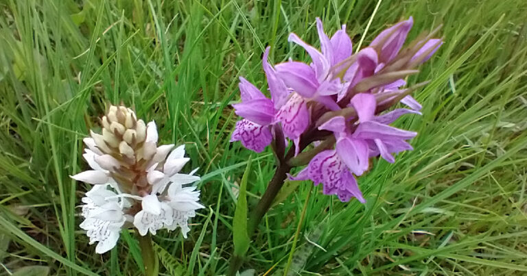 Orchideen in der Heide