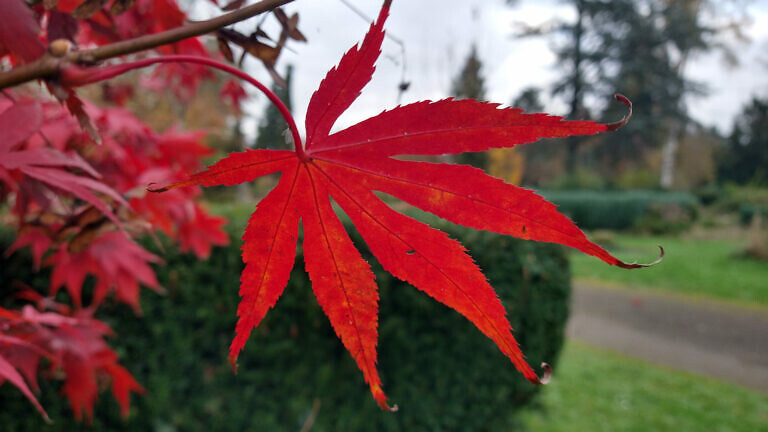 Rotes Ahornblatt im Herbst