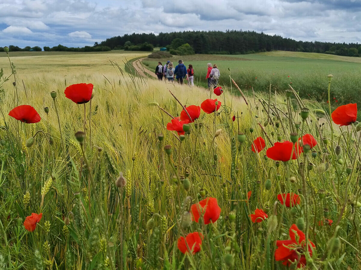 Wandergruppe mit Mohn