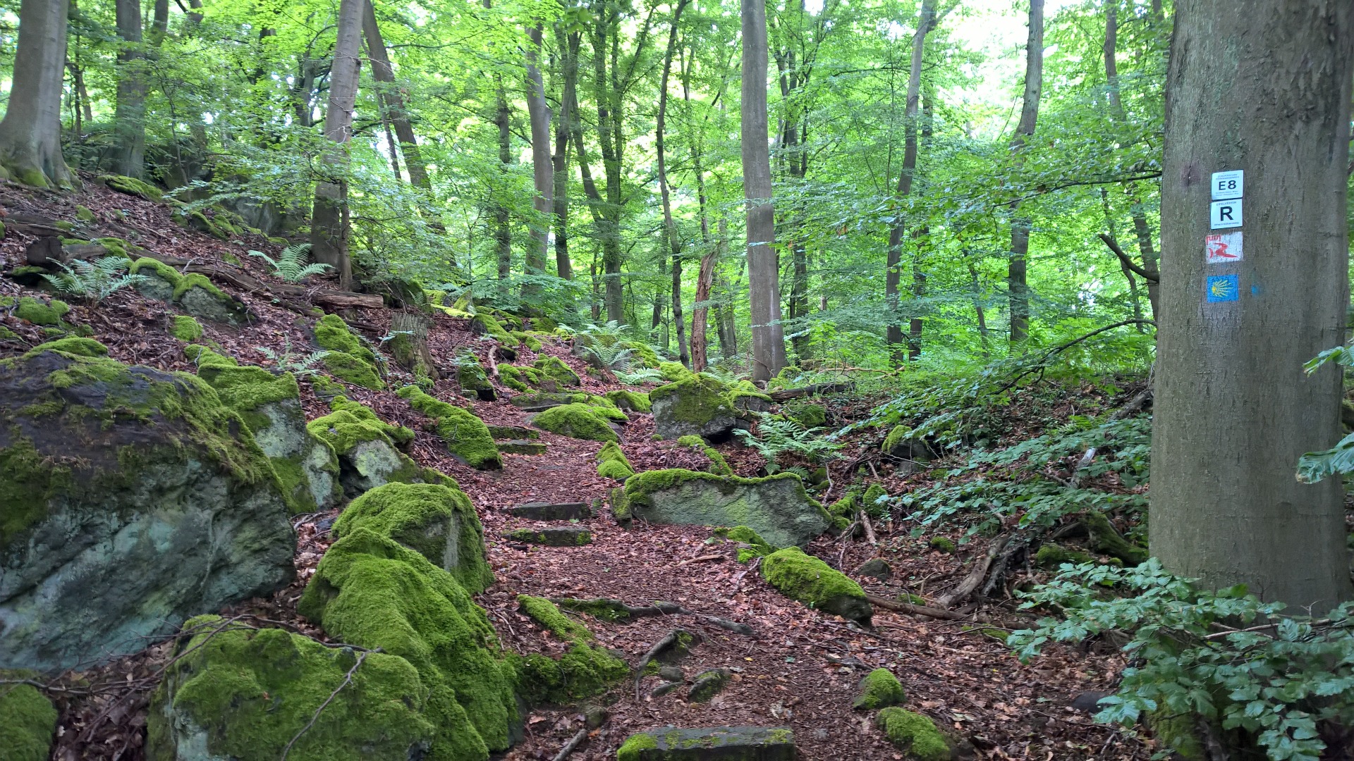 Wanderpfad im moosigen Tal