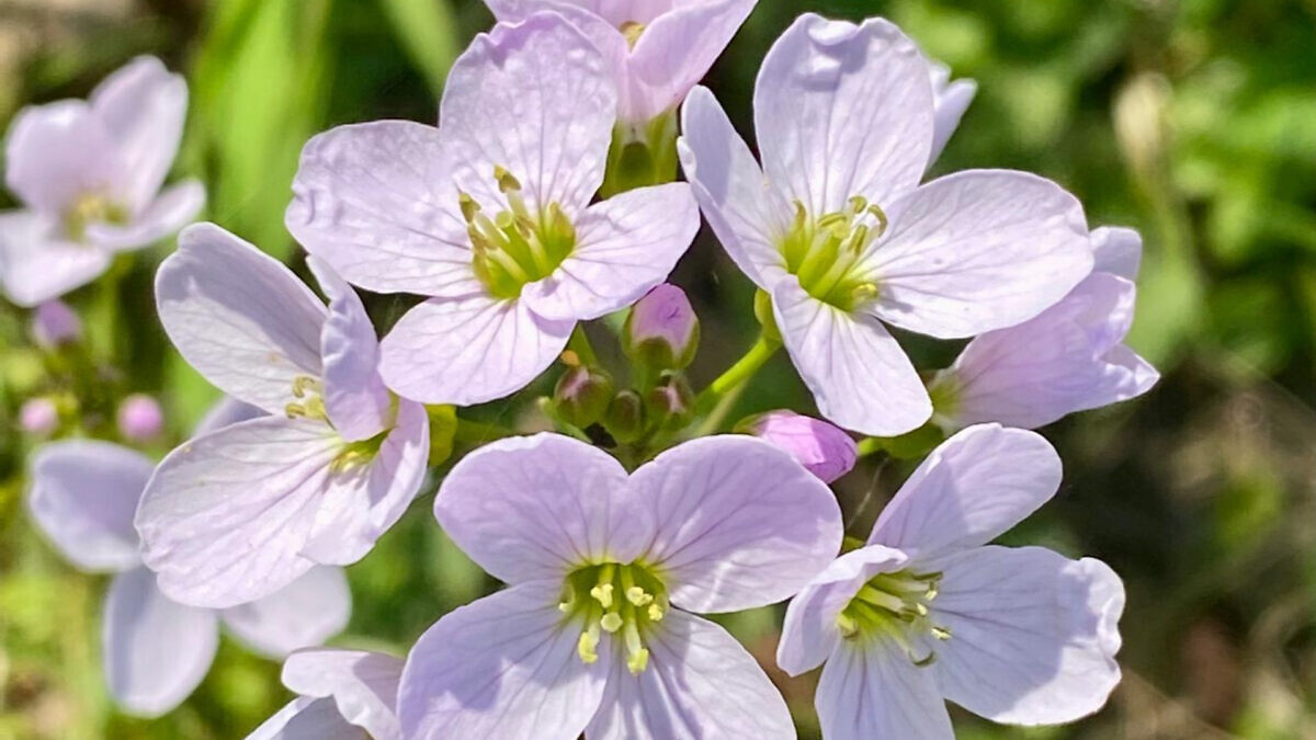 Wiesenschaumkraut