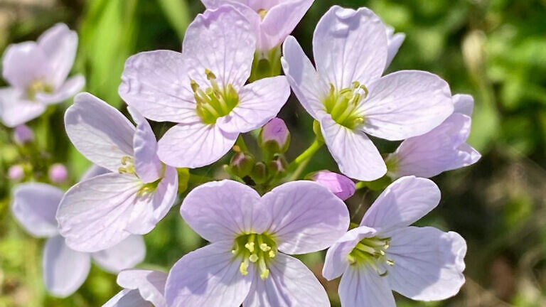 Wiesenschaumkraut