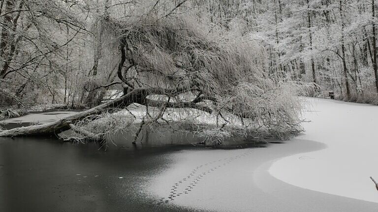 Winter am Margarethenweiher