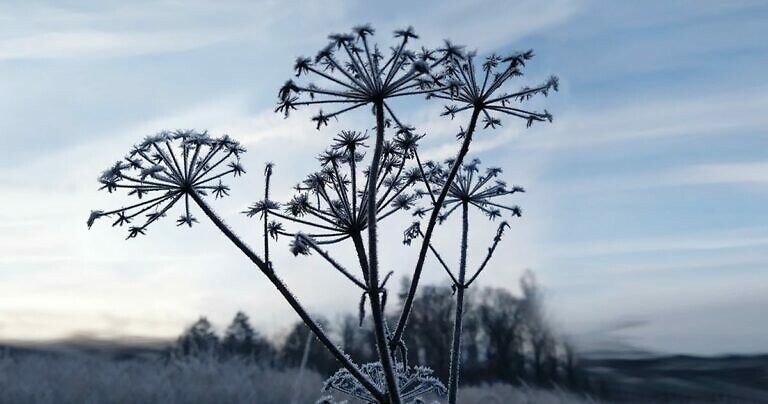 Wintersilhouette